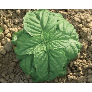 Compra ALBAHACA FOGLIA DI LATTUGA NAPOLETANO (500 gr.). en la tienda online Fito Agrícola