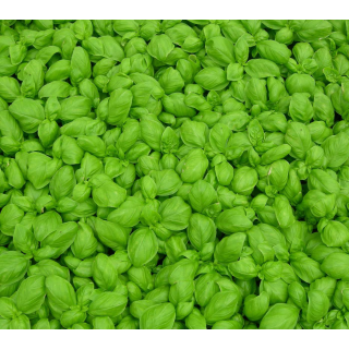 Compra ALBAHACA GECOM (240 Plantas) en la tienda online Fito Agrícola