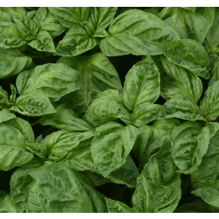 Compra ALBAHACA NEWTON (240 Plantas) en la tienda online Fito Agrícola