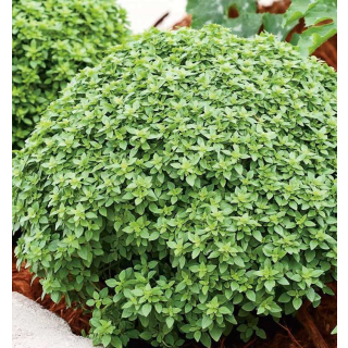 Compra ALBAHACA PINOCHO (240 Plantas) en la tienda online Fito Agrícola