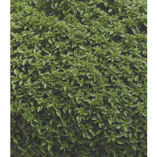 Compra ALBAHACA PISTOU (240 Plantas) en la tienda online Fito Agrícola