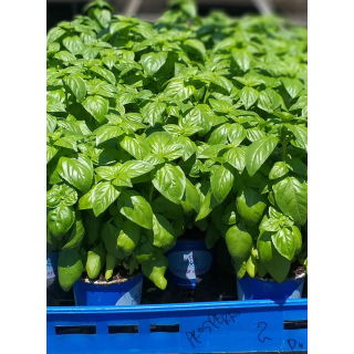 Compra ALBAHACA RAVENA (240 Plantas) en la tienda online Fito Agrícola