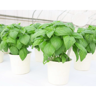 Compra ALBAHACA TORINO (240 Plantas) en la tienda online Fito Agrícola