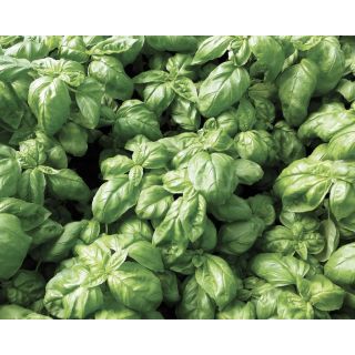 Compra ALBAHACA WINNER (5 Kgr.). en la tienda online Fito Agrícola