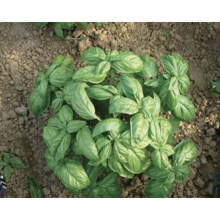 Compra ALBAHACA ITALIANA CLASSICA (500 gr.). en la tienda online Fito Agrícola