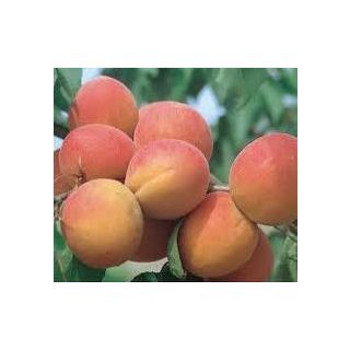 Compra ALBARICOQUERO PAVIOT en la tienda online Fito Agrícola