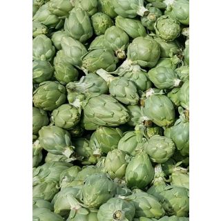 Compra ALCACHOFA GREEN TRIUMPH F1 (1.000 Semillas) en la tienda online Fito Agrícola