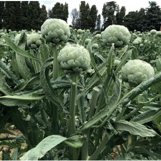 Compra ALCACHOFA KENDO F1 (1.000 Semillas) en la tienda online Fito Agrícola