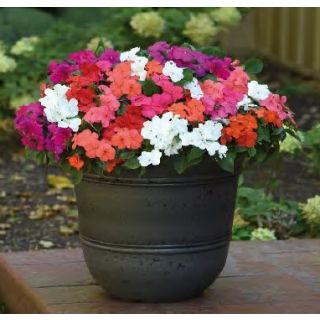 Compra IMPATIENS BACON® MIX F1 (1000 Semillas). en la tienda online Fito Agrícola