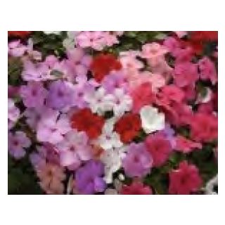 Compra IMPATIENS BALANCE® MIX F1 (1000 Semillas). en la tienda online Fito Agrícola