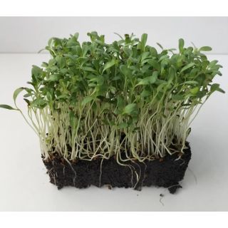 Compra ALFALFA MICROGREENS (500 gr.). en la tienda online Fito Agrícola