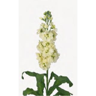 Compra ALHELÍ MATHILDA AMARILLA (1.000 Semillas) en la tienda online Fito Agrícola