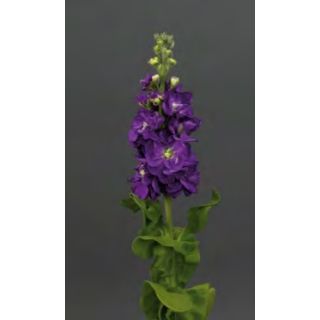 Compra ALHELÍ MATHILDA AZUL (1.000 Semillas) en la tienda online Fito Agrícola