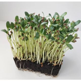 Compra ALHOLVA MICROGREENS (500 gr.). en la tienda online Fito Agrícola