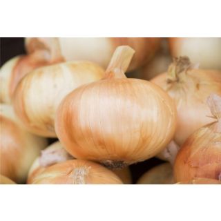 Compra CEBOLLA ALISON 21/23 (1 Kgr.). en la tienda online Fito Agrícola
