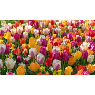 Compra ALL COLOURS (100 Unid.). en la tienda online Fito Agrícola