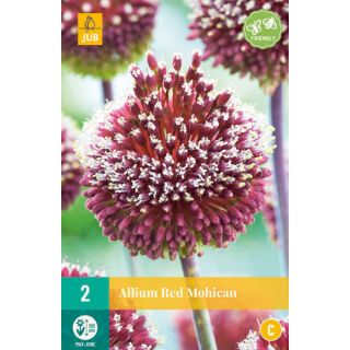 Compra ALLIUM RED MOHICAN en la tienda online Fito Agrícola