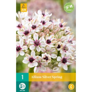 Compra ALLIUM SILVER SPRING en la tienda online Fito Agrícola
