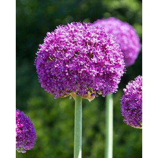 Compra ALLIUM AMBASSADOR (25 Unid.). en la tienda online Fito Agrícola