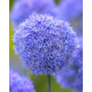Compra ALLIUM CAERULEUM (100 Unid.). en la tienda online Fito Agrícola