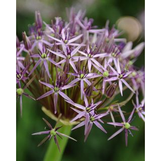 Compra ALLIUM CHRISTOPHII (25 Unid.). en la tienda online Fito Agrícola