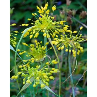 Compra ALLIUM FLAVUM (100 Unid.). en la tienda online Fito Agrícola