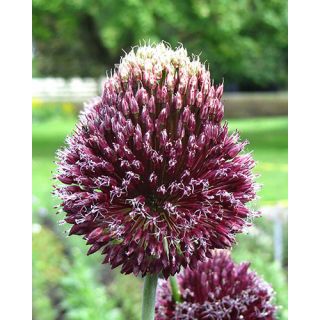 Compra ALLIUM FORELOCK (25 Unid.). en la tienda online Fito Agrícola