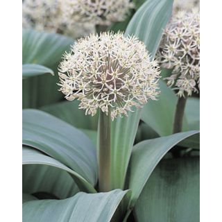 Compra ALLIUM KARATAVIENSE (100 Unid.). en la tienda online Fito Agrícola