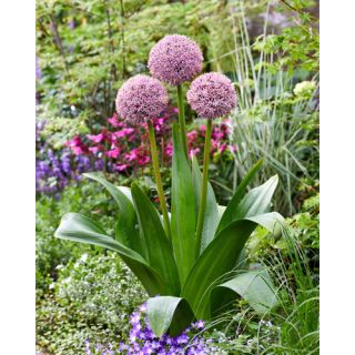 Compra ALLIUM LUCKY BALLOONS (25 Unid.). en la tienda online Fito Agrícola