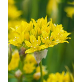 Compra ALLIUM MOLY (100 Unid.). en la tienda online Fito Agrícola