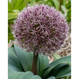 Compra ALLIUM RED GIANT (100 Unid.). en la tienda online Fito Agrícola