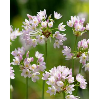 Compra ALLIUM ROSEUM (100 Unid.). en la tienda online Fito Agrícola