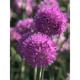 Compra ALLIUM ROSY DREAM (100 Unid.). en la tienda online Fito Agrícola