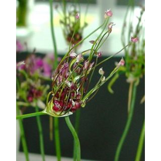 Compra ALLIUM ART (100 Unid.). en la tienda online Fito Agrícola