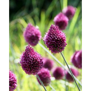 Compra ALLIUM SPHAEROCEPHALON (100 Unid.). en la tienda online Fito Agrícola