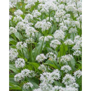 Compra ALLIUM URSINUM (100 Unid.). en la tienda online Fito Agrícola