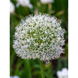 Compra ALLIUM WHITE GIANT (25 Unid.). en la tienda online Fito Agrícola