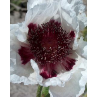 Compra AMAPOLA PERRY'S WHITE (25 Unid.). en la tienda online Fito Agrícola