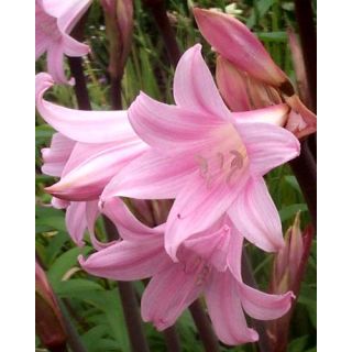Compra AMARYLLIS BELLADONNA (10 Unid.). en la tienda online Fito Agrícola