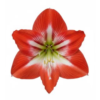 Compra AMARYLLIS TRES CHIC en la tienda online Fito Agrícola