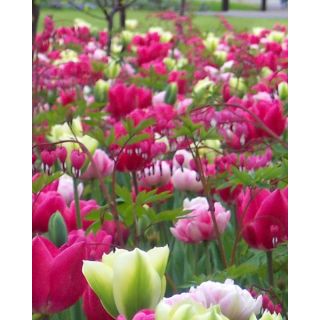 Compra AMORE (100 Unid.). en la tienda online Fito Agrícola