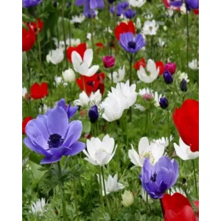 Compra ANÉMONA DE CAEN MIX (100 Unid.) en la tienda online Fito Agrícola