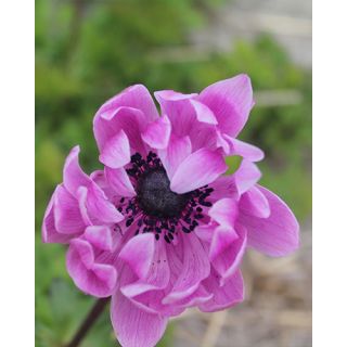 Compra ANÉMONA SYLPHIDE (100 Unid.) en la tienda online Fito Agrícola