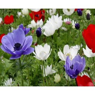 Compra ANÉMONA DE CAEN MIX a Granel en la tienda online Fito Agrícola