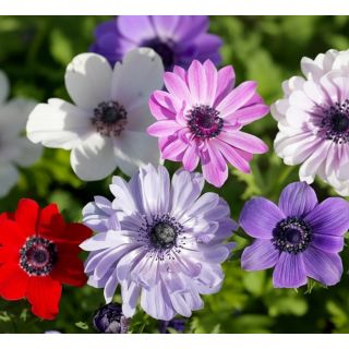 Compra ANEMONA ST. BRIGID MIX a Granel en la tienda online Fito Agrícola