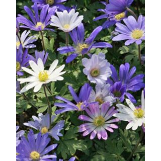 Compra ANÉMONA BLANDA MIX (100 Unid.). en la tienda online Fito Agrícola