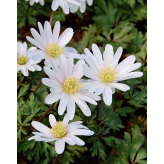 Compra ANÉMONA BLANDA WHITE SPLENDOUR (100 Unid.). en la tienda online Fito Agrícola