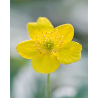 Compra ANÉMONA RANUNCULOIDES (100 Unid.) en la tienda online Fito Agrícola