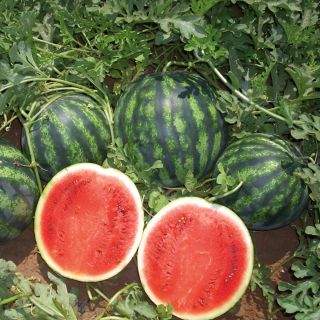 Compra SANDÍA UG 708 F1 (1.000 Semillas) en la tienda online Fito Agrícola