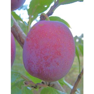 Compra CIRUELO ANNA SPART en la tienda online Fito Agrícola